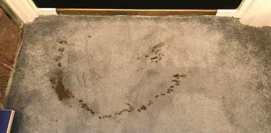 Hallway carpet, muddy paw prints before cleaning